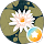 Amrit Kang profile picture