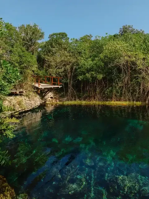 A crystal-clear open cenote surrounded by lush jungle vegetation in Tulum.