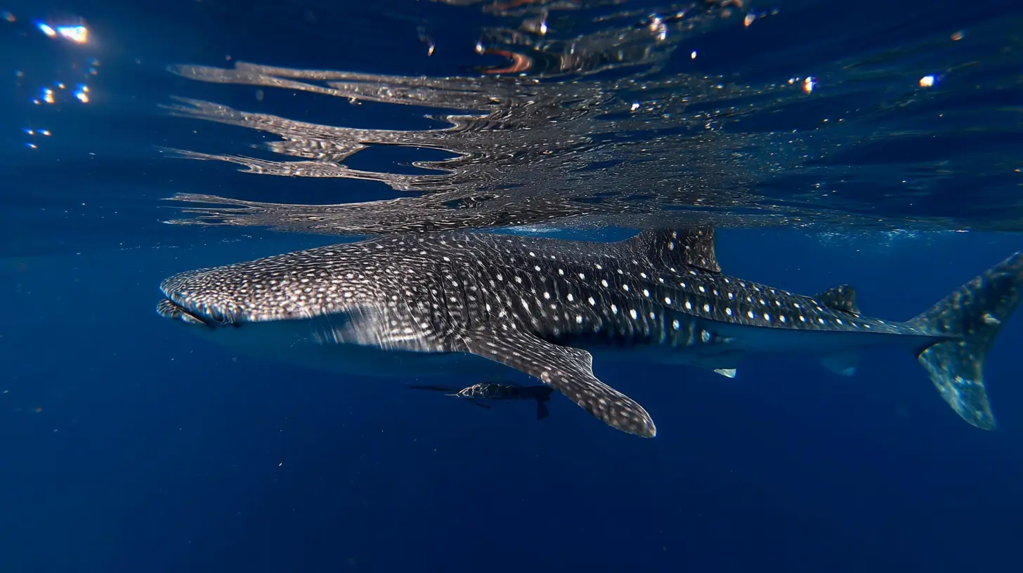 A whale shark swims calmly close to the ocean surface.