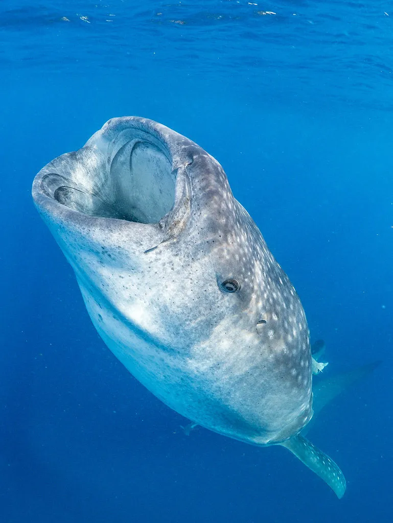 Whale shark opening its mouth in the clear blue ocean.