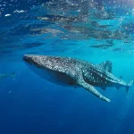 Whale shark swimming gracefully through clear blue ocean waters with sunlight filtering from above.