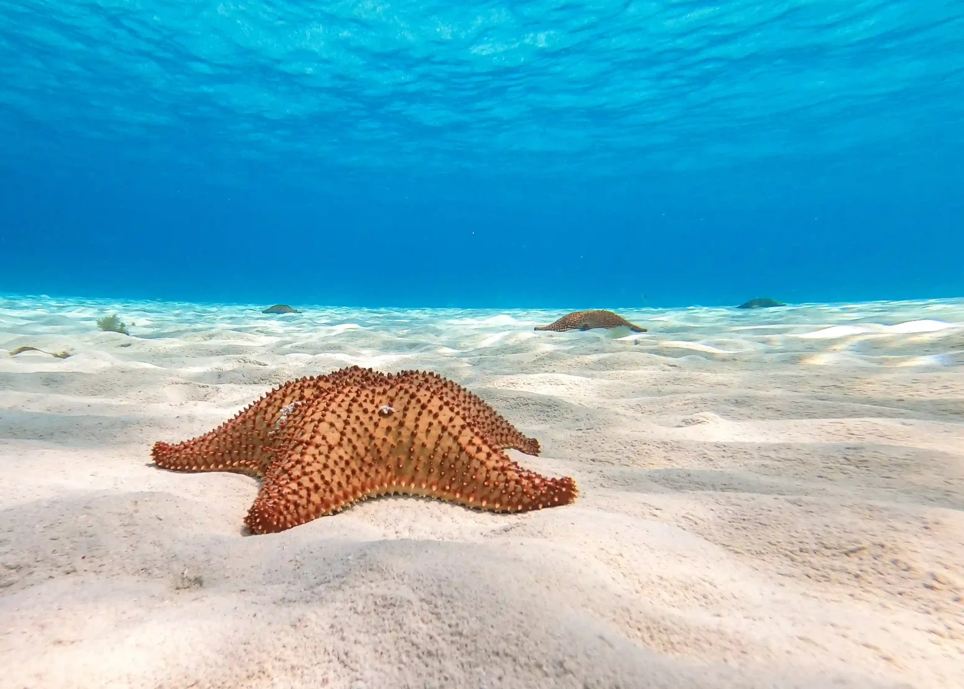 A starfish resting on the sandy ocean floor, surrounded by clear, blue water.