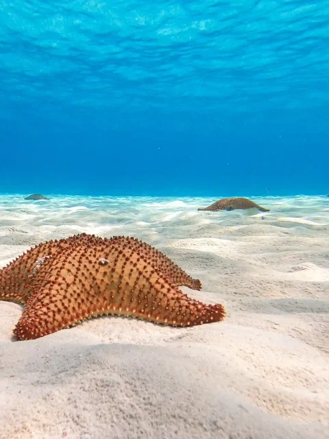 A starfish resting on the sandy ocean floor, surrounded by clear, blue water.