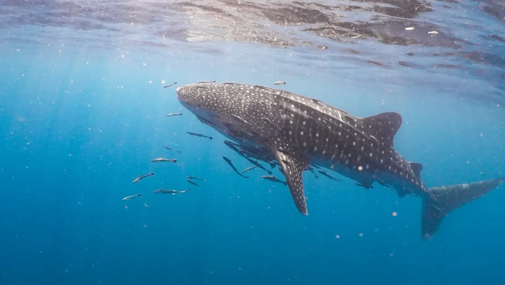 Whale shark swimming near the surface surrounded by small fish.
