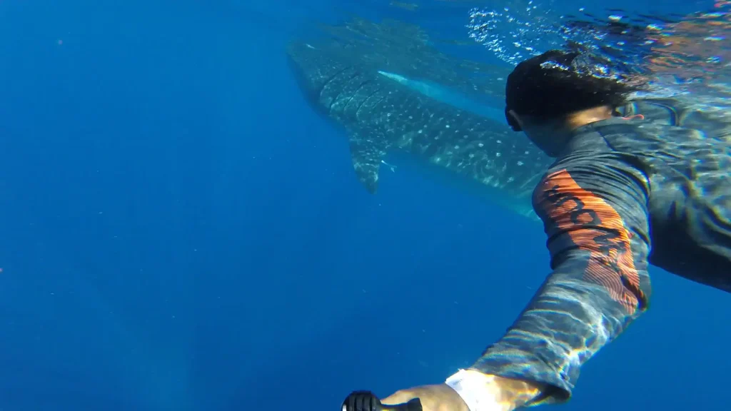Snorkeler closely following a whale shark during an ocean tour near Cancun.