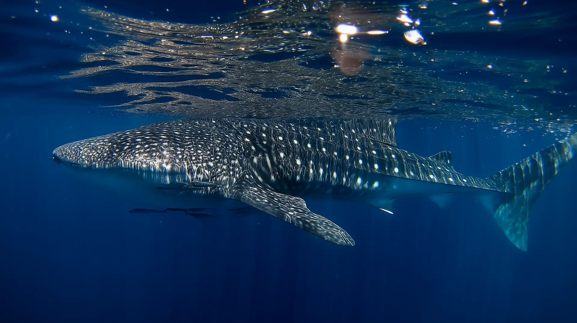 A majestic whale shark swims just beneath the ocean's surface, reflecting sunlight in crystal-clear blue waters.