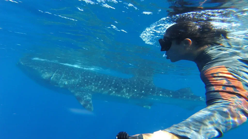 Snorkeler swimming alongside a whale shark in the clear blue waters of Cancun.