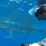 Snorkeler swimming alongside a whale shark in the clear blue waters of Cancun.