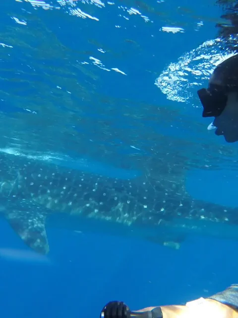 Snorkeler swimming alongside a whale shark in the clear blue waters of Cancun.