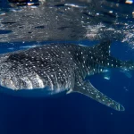 Whale shark gliding through the clear blue waters near Cancun, Mexico.