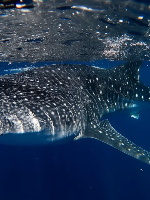 Whale shark gliding through the clear blue waters near Cancun, Mexico.