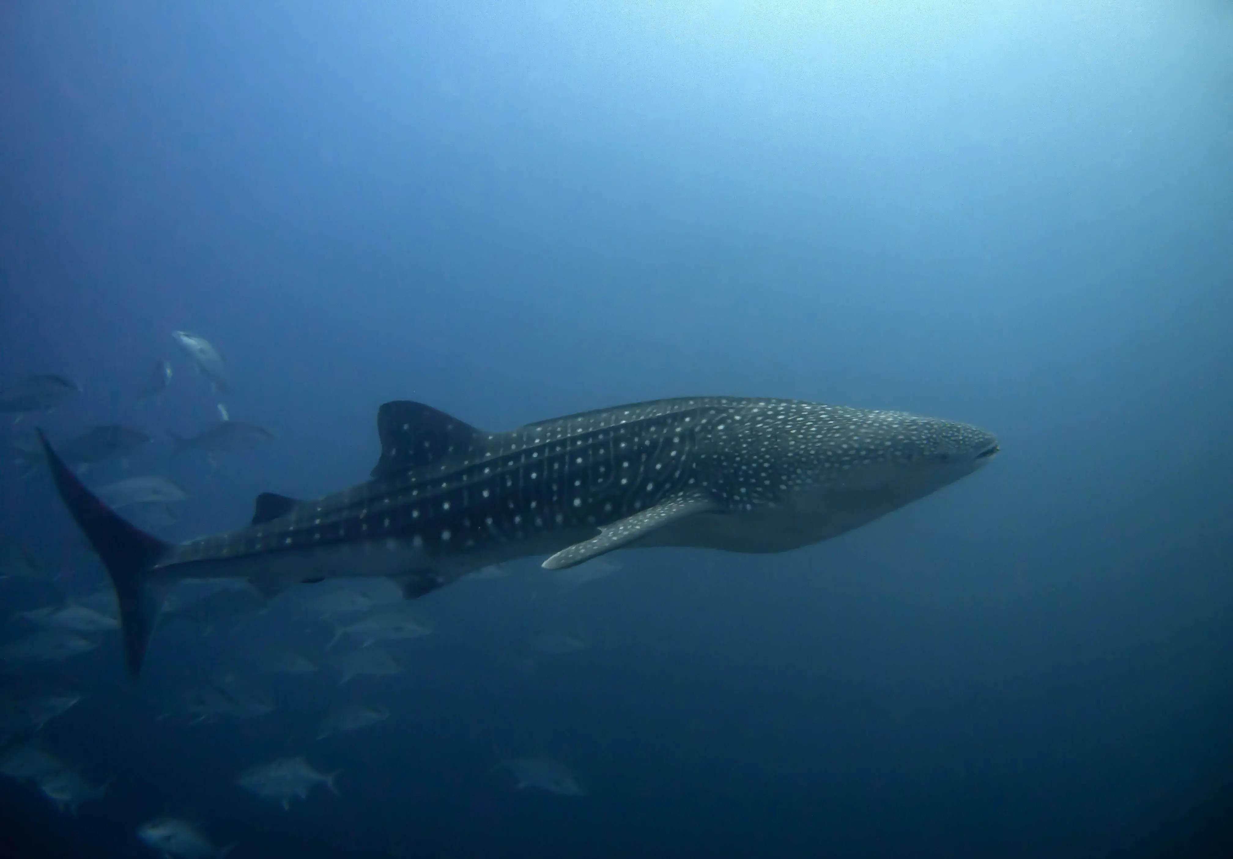 Whale shark swimming near the ocean's surface with a school of fish trailing behind.