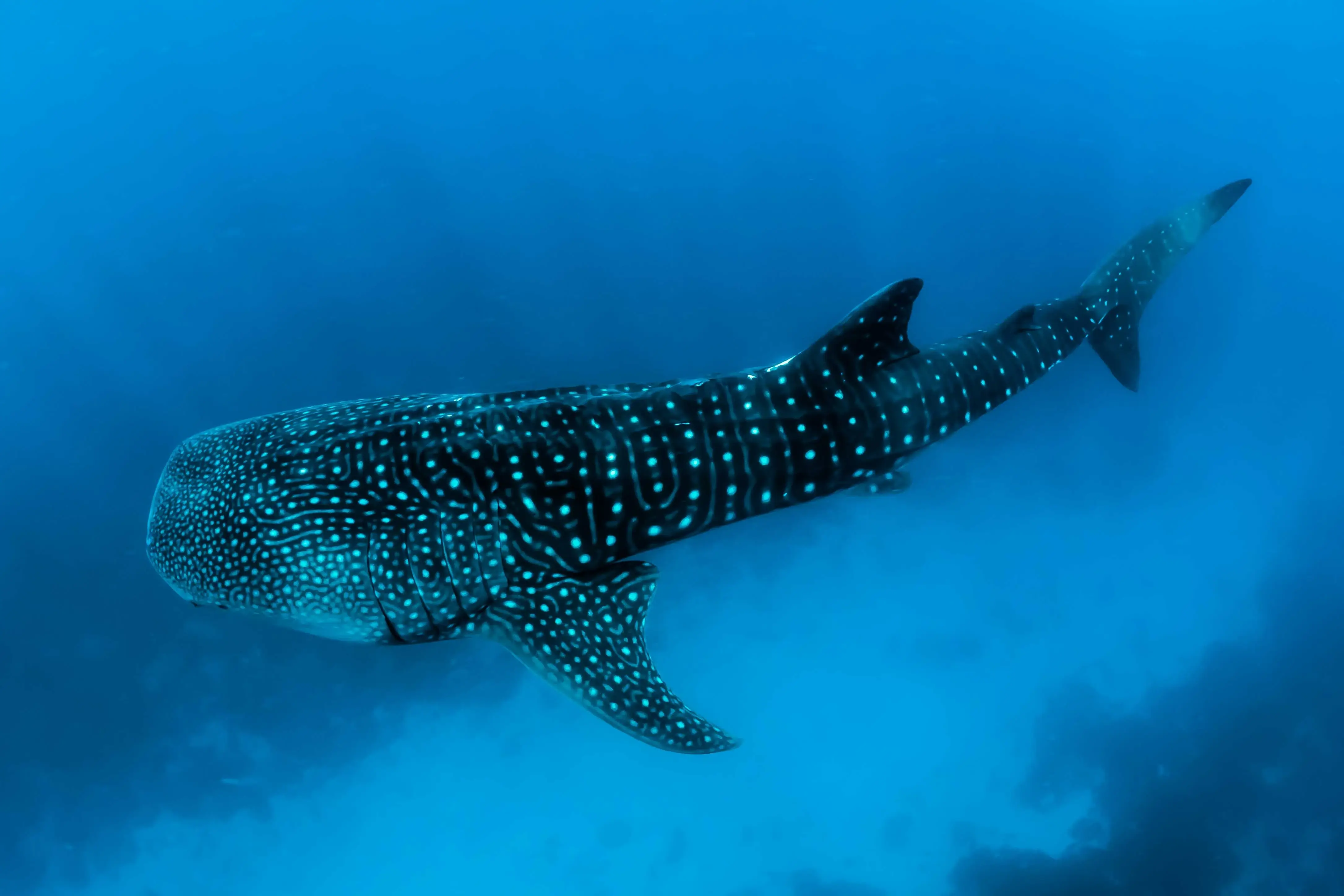 Whale shark swimming near the ocean floor in clear blue waters.