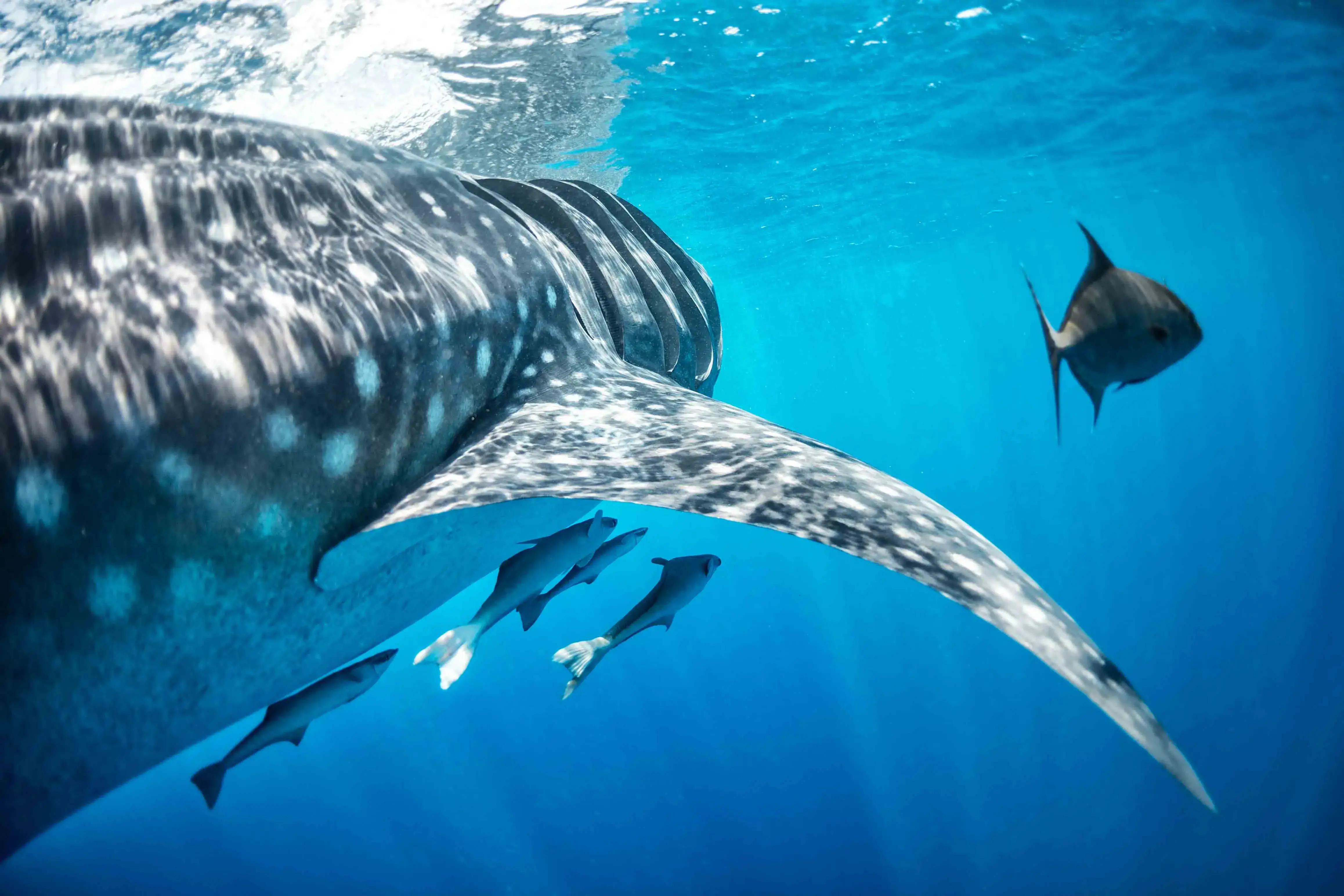 Whale shark swimming alongside smaller fish in the ocean.