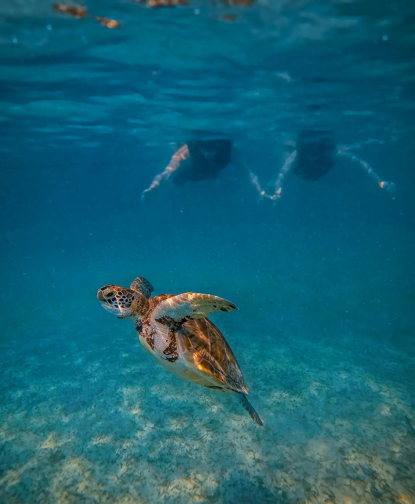 Couple snorkeling with a sea turtle in Akumal Bay near Tulum.