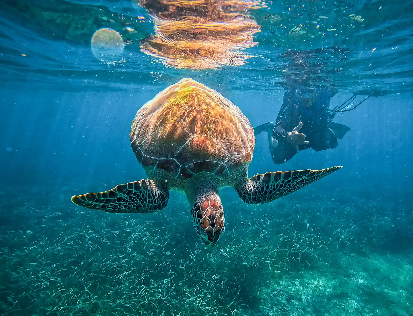 Tour guide snorkeling with sea turtle in Akumal Bay near Tulum.