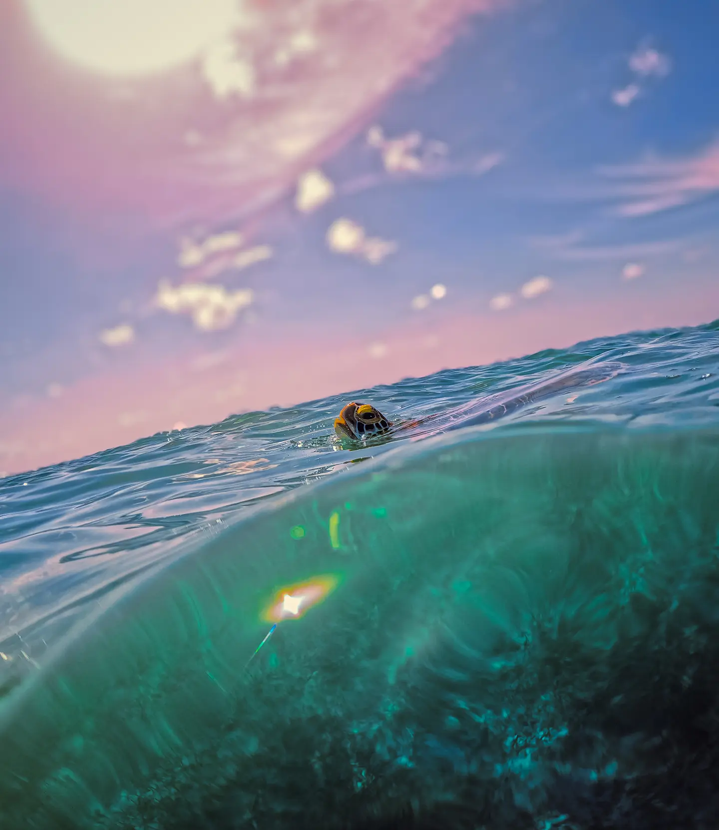 Sea turtle surfacing for air at Akumal Bay during sunset.