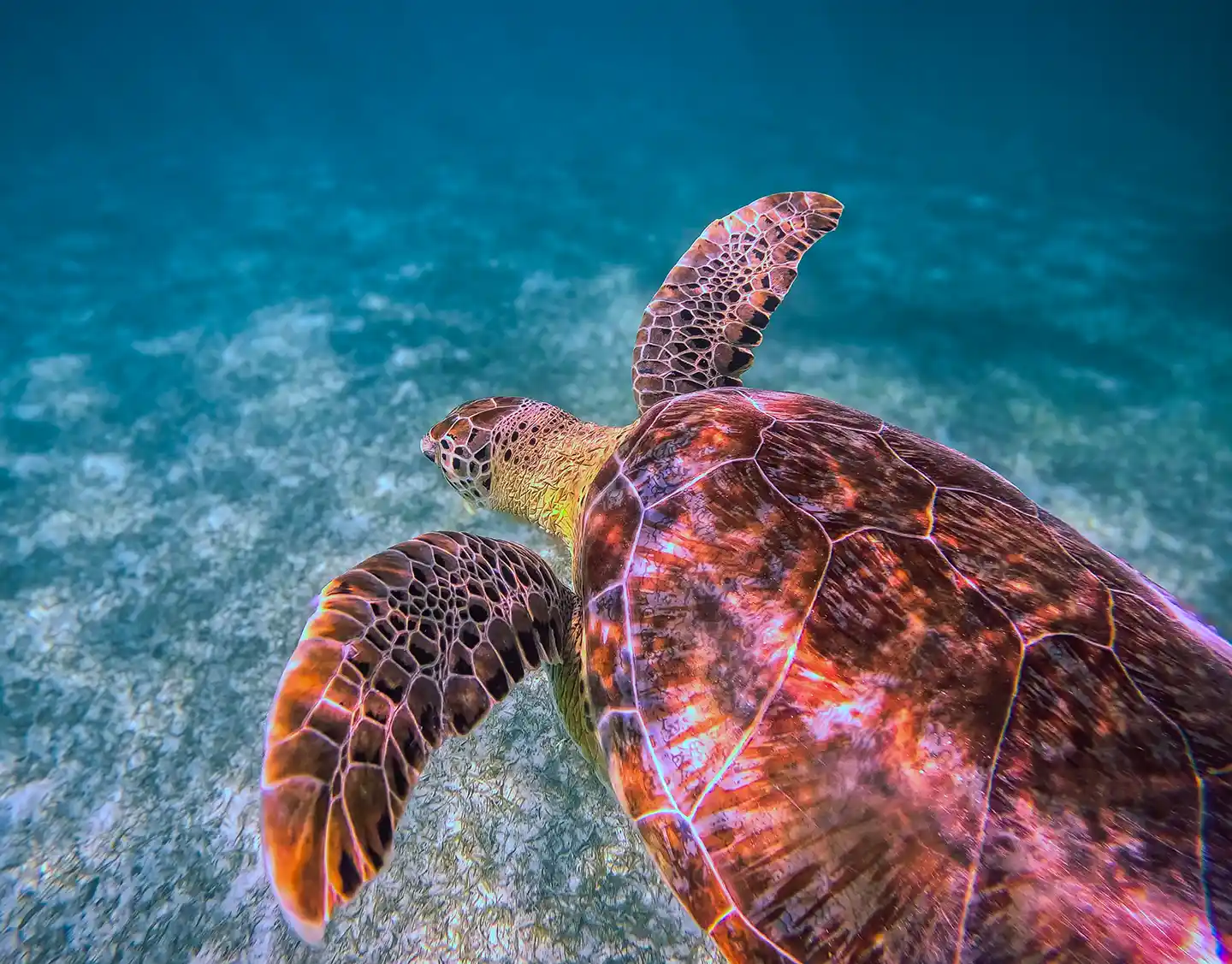 A sea turtle swimming in its natural environment.