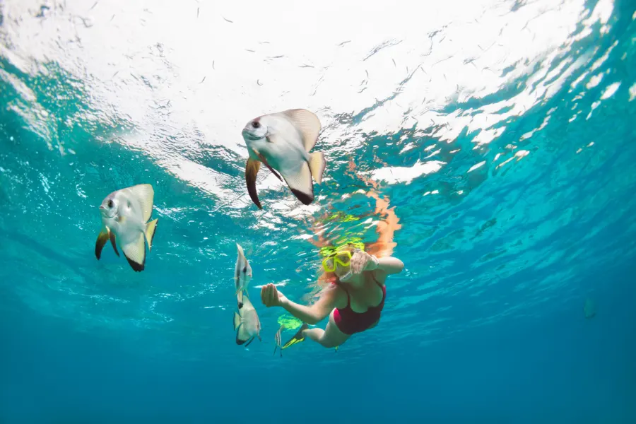 Snorkeling in Cabo San Lucas with tropical fish in the Sea of Cortez.