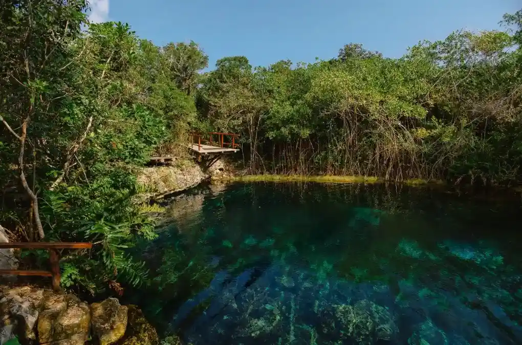 A crystal-clear open cenote surrounded by lush jungle vegetation in Tulum.