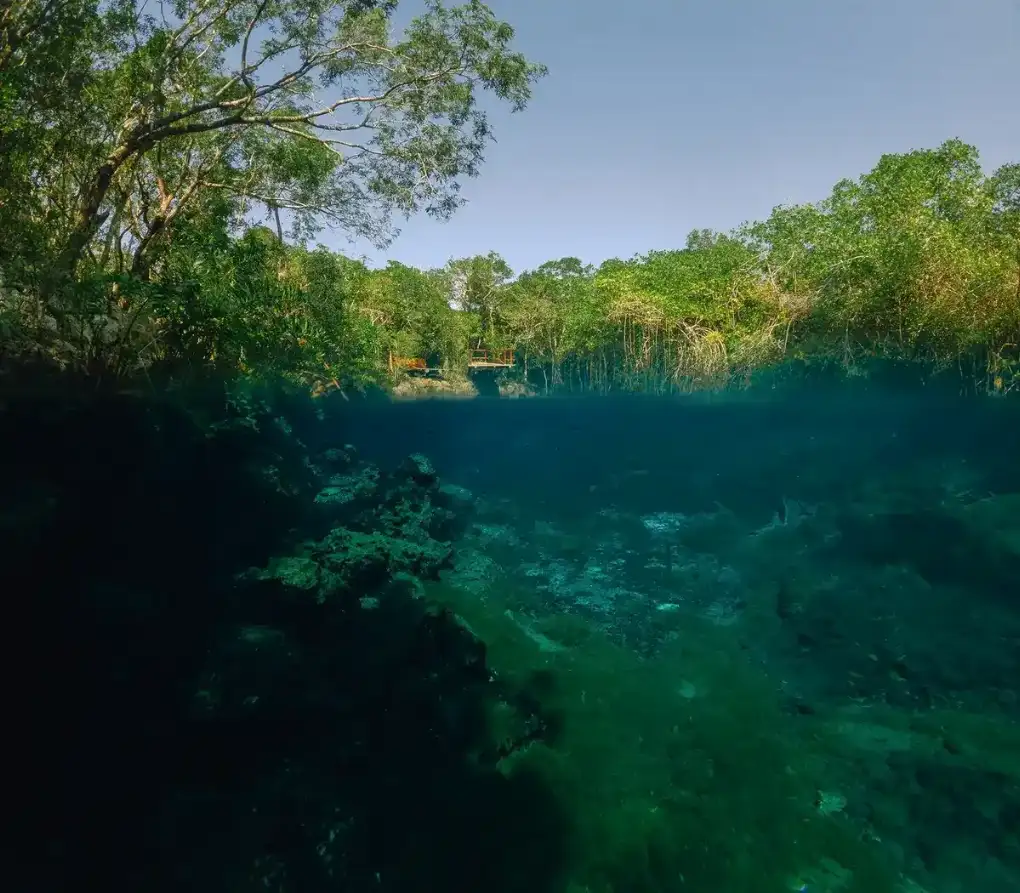 Underwater view of open cenote with crystal-clear water and jungle surroundings.
