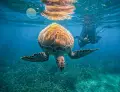 tour-guide-and-turtle-akumal