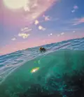 turtle-breathing-akumal-bay
