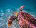 turtle-swimming-in-akumal-ocean-inlet