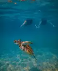 couple-snorkeling-and-turtle-akumal