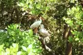 exotic_bird_sian_kaan